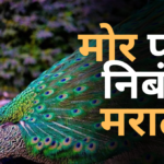 Mor Pakshi Nibandh Marathi: मोर पक्षी निबंध मराठी